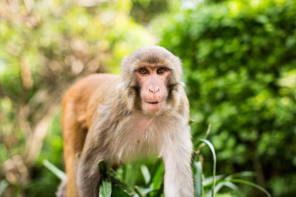 istock Funny rhesus macaque in the forest with a blurred natural background 1440010518