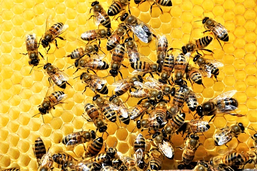 A closeup shot of a group of bees creating a honeybee full of delicious honey