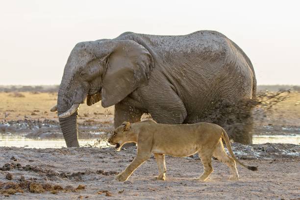 istock Greasy African elephant in the dirt friendly walking with an African lion 1440010921