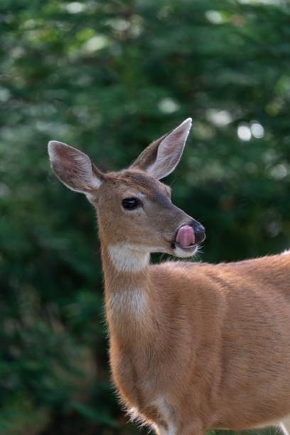 istock Wild doe deer against blurry forest background 1440011016