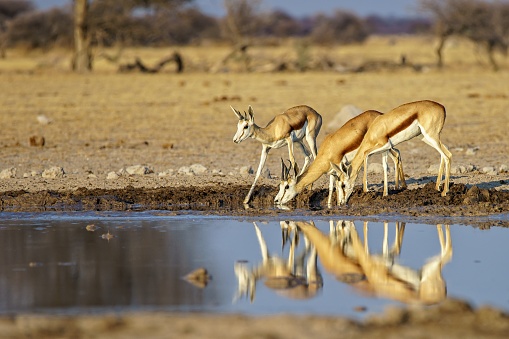 A family of springboks drinking water from a dirty lake with a blurry background