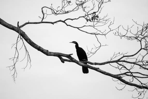 istock Greyscale of a black bird with a long beak sitting on a twig on a nice grey background 1440011399