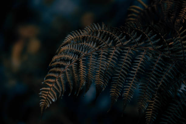 istock dark moody faded autumn leaf background, brown fall plants decay 1440011660