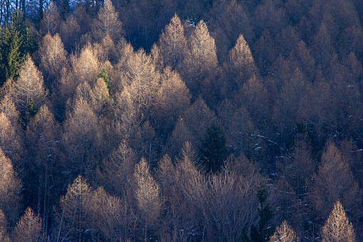 A high angle shot of the trees of mountain Medvednica in Zagreb in Croatia