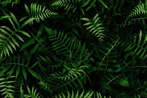 A high angle closeup shot of Ostrich Fern leaves with black background