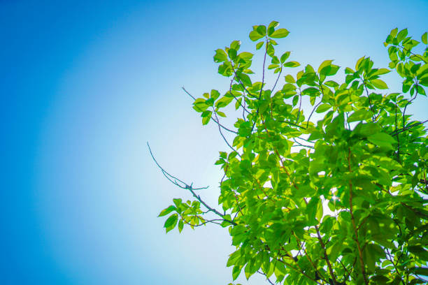 istock Image of fresh greenery and sunbeams 1440012473