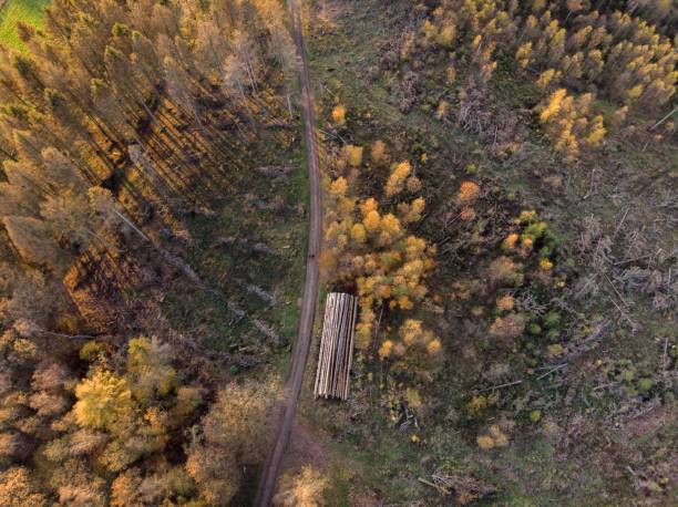 istock High angle shot of the beautiful trees on a fields captured at day time 1440012480