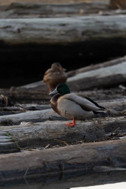 A selective focus shot of a mallard duck (Anas platyrhynchos)