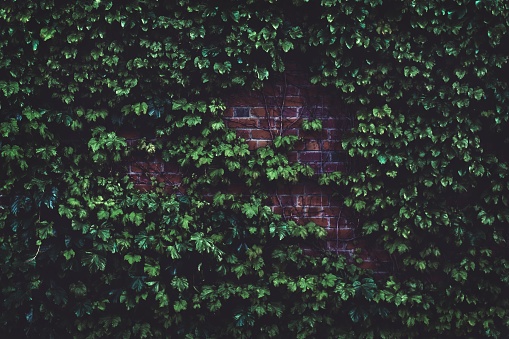 Brown brick wall covered with a lot of green plants - great for a cool background