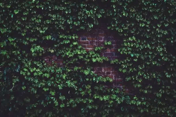 Photo of Brown brick wall covered with a lot of green plants - great for a cool background