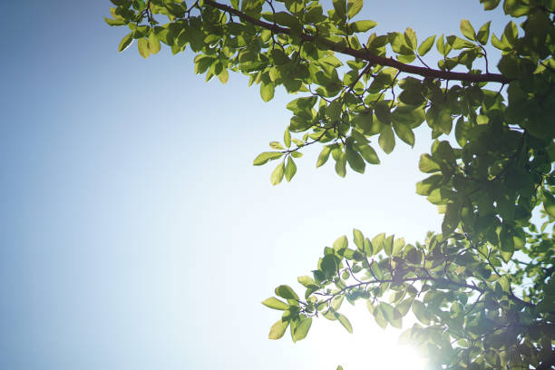 istock Image of fresh greenery and sunbeams 1440013078