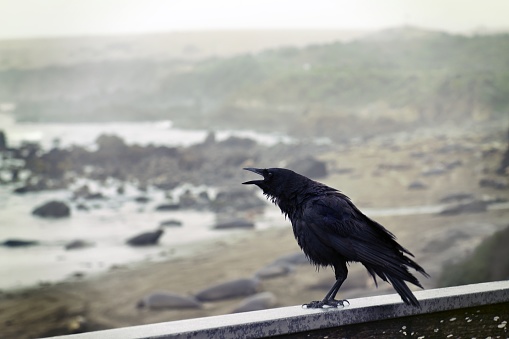 A closeup shot of a black crow perching on a concrete wall with the beautiful vie of the ocean in background