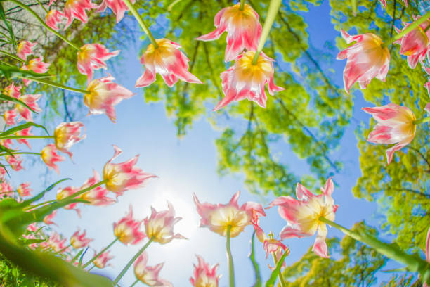 Pink tulips and sunny sky. Shooting Location: Naka -ku, Yokohama -shi