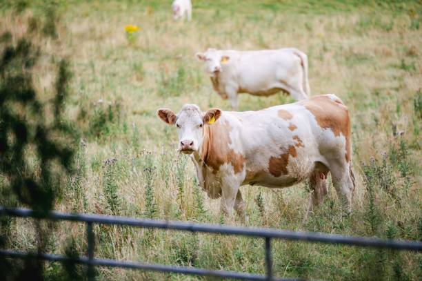 istock Cows grazing in a pasture 1440013746