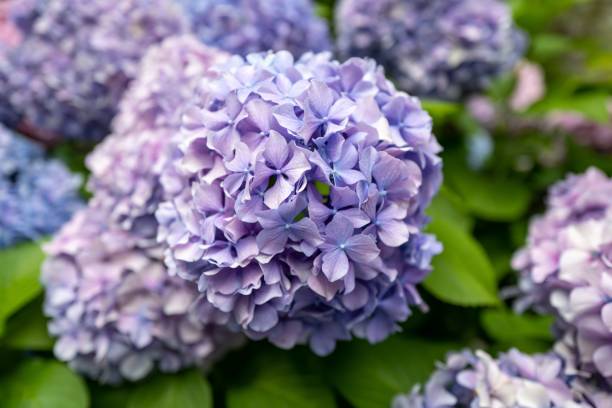 istock Closeup shot of a beautiful hydrangea 1440013779