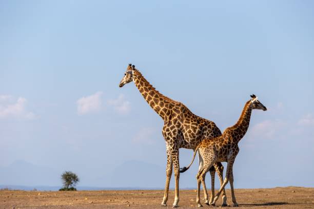 istock Mother giraffe with its baby 1440013783