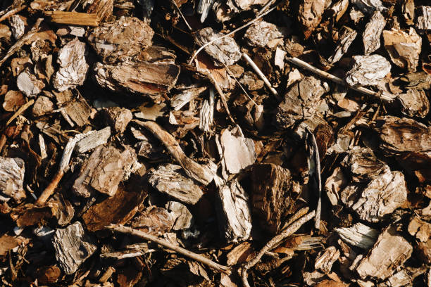 istock Tree bark texture. Peeling tree trunk. Bark in pieces background. Ground protection with chopped tree part. 1440014407