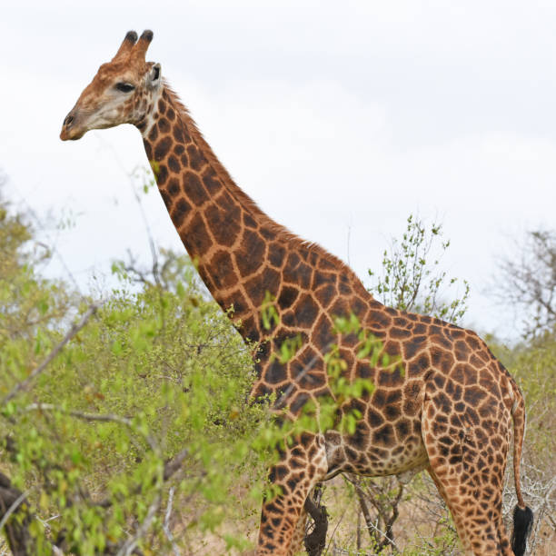 istock Giraffe on the savannah in Kruger National Park 1440014523