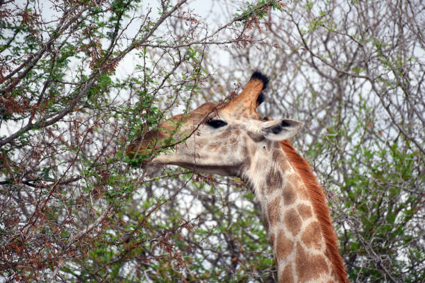 istock Close-up of browsing giraffe in Kruger National Park 1440014524