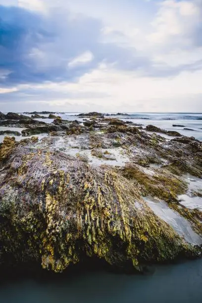 Photo of Vertical shot of a rocky surface covered with seaweed in the sea under the clouded sky