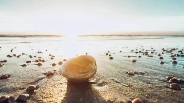 Photo of Closeup of a seashell on a sandy beach on a sunny day in Invercargill, New Zealand