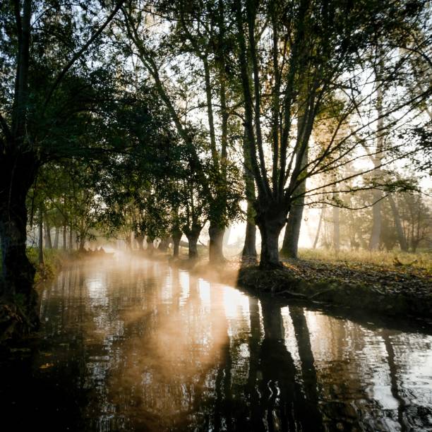 The sunrise reflecting in the river surrounded by a forest full of tall trees
