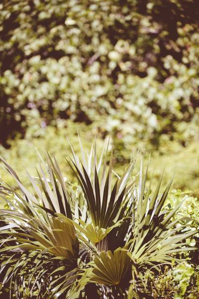 primo piano verticale di una pianta tipo saw palmetto con uno sfondo sfocato - saw palmetto foto e immagini stock