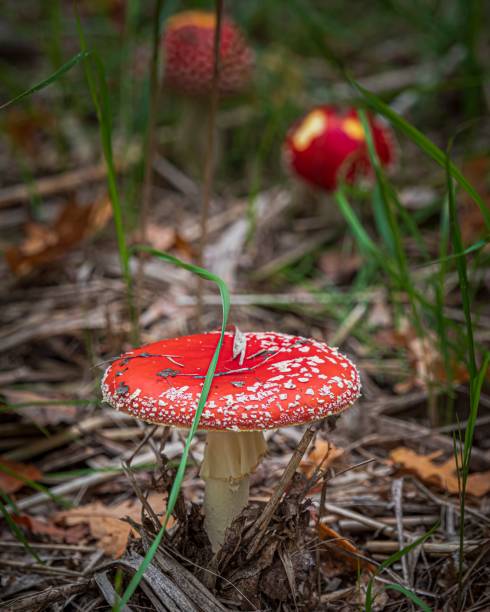 Toadstool in the forest Toadstool in the foreground stands in the forest moschus stock pictures, royalty-free photos & images