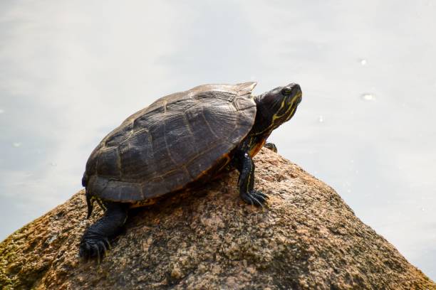 istock turtle on the ground in hk 1440015803