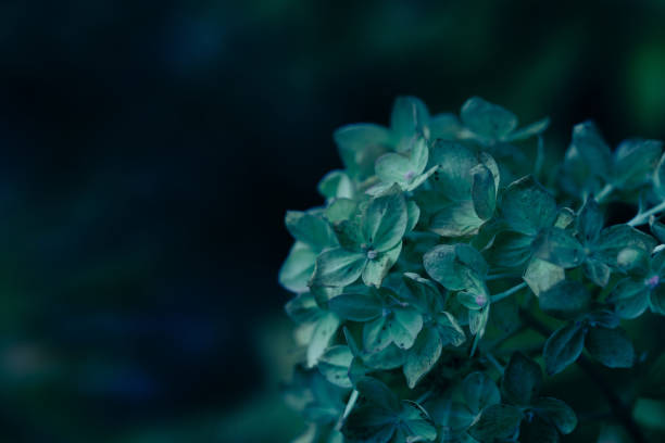 dark moody faded autumn flower, blue fall plants decay