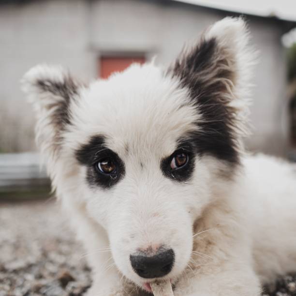 istock Vertical shot of a black and white mutt pappy 1440016026