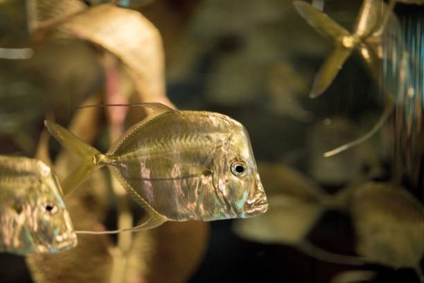 istock Closeup shot of fish underwater with a blurred background 1440016174