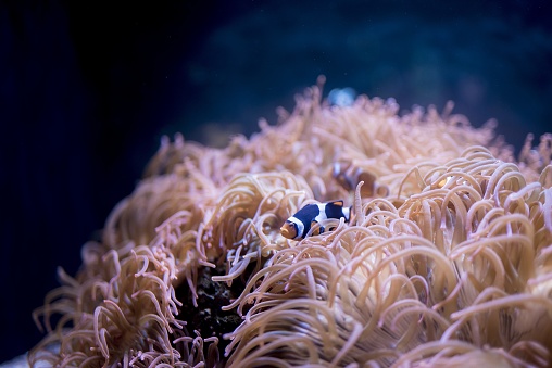 A closeup shot of black and white clownfish underwater with a blurred background