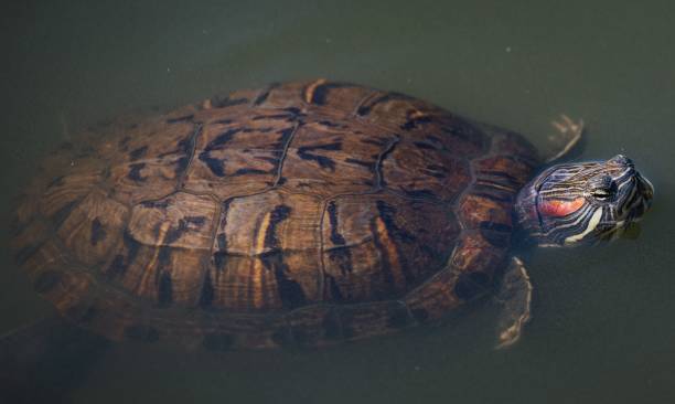 istock Closeup shot of a pond slider (Trachemys scripta) 1440016534