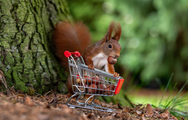 European red squirrel is collecting hazelnuts in a shopping trolley. stock photo