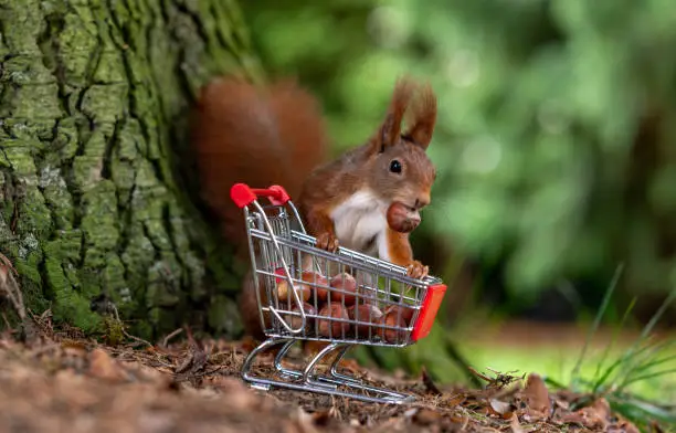 Photo of European red squirrel is collecting hazelnuts in a shopping trolley.