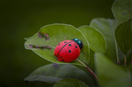A closeup of a fake ladybug on a leaf.