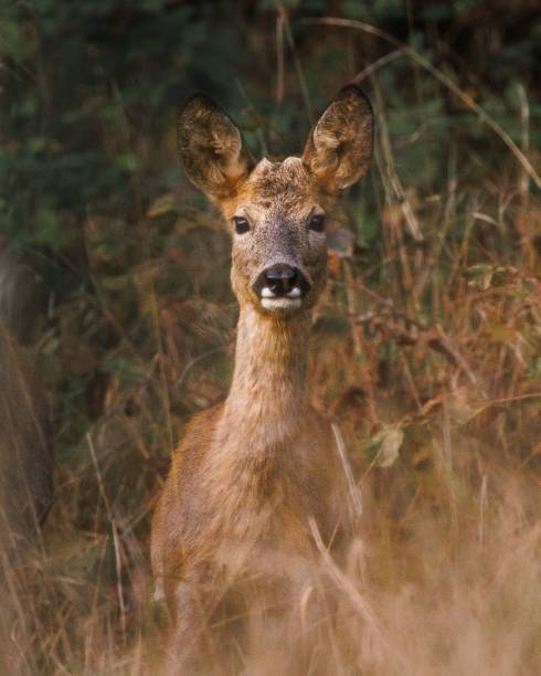 istock Vertical portrait of a cute roe deer in the forest 1440017756