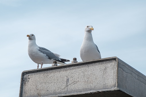 A low angle shot of perched seagulls