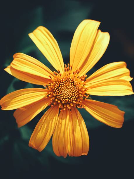 istock Vertical shot of a blooming yellow flower 1440019056