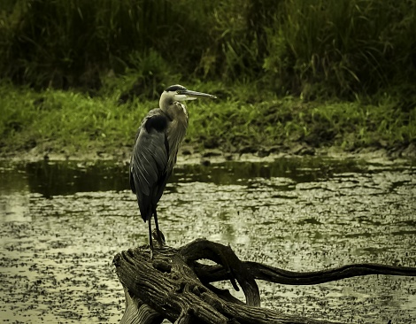 A beautiful shot of a stork with closed wings standing on a piece of wood in a swamp