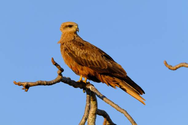 istock Black kite bird perched on a tree branch against a blue sky background 1440019407