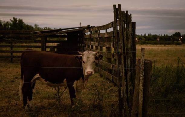 istock Hereford cattle in the field looking around 1440019687