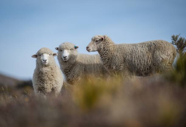 tiro do close up do ângulo baixo de três carneiros bonitos de merino em um fundo borrado - lamb merino sheep sheep focus on foreground - fotografias e filmes do acervo