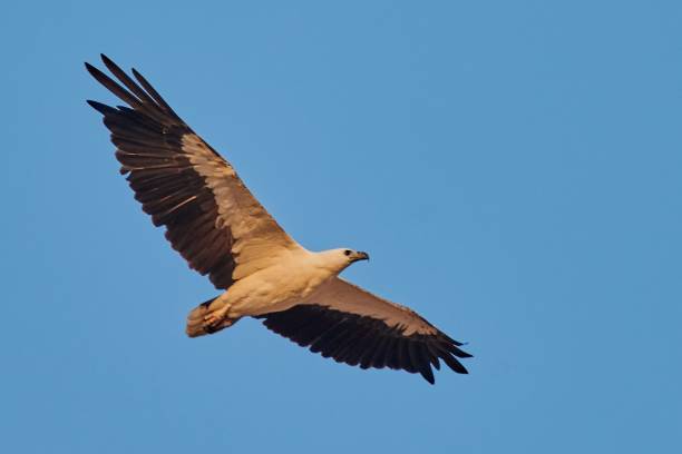 istock Low angle closeup shot of an eagle flying with a clear blue sky in the background 1440020040