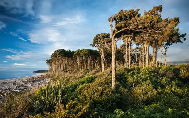 A breathtaking shot of the New Zealand  South Island West Coast with immense trees next to the seashore