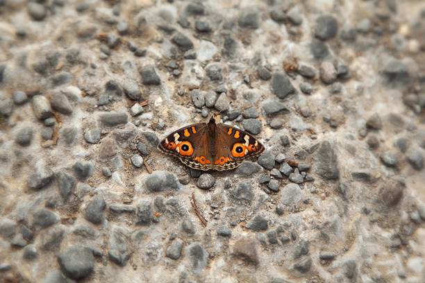 A closeup shot of a butterfly on a rocky wall