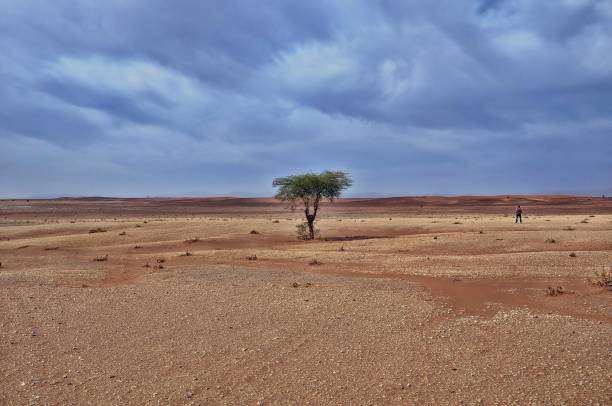 istock Lonely tree in a desert area under the breathtaking cloudy sky during daytime 1440020333