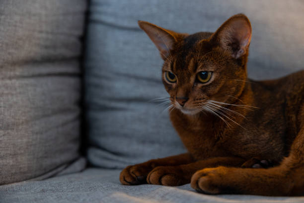 赤茶色のアビシニアン猫がソファに横になり、目をそらします。 - cute kitten animal young animal ストックフォトと画像