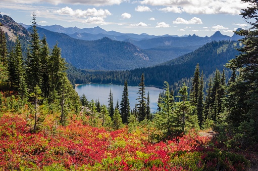 A beautiful shot of red flowers near green trees with forested mountains in the distance at Rainier National Park
